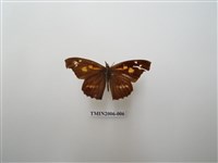 藏品(東方喙蝶)的圖片